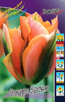 Tulipa Golden Artist
